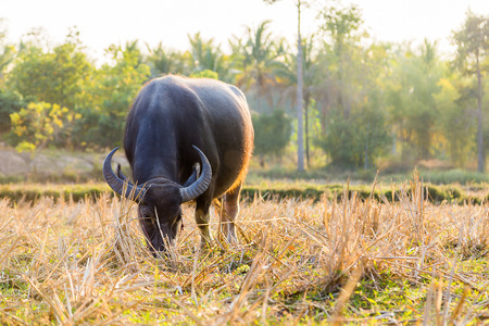 water buffalo eating grass in field in Thailandの写真素材
