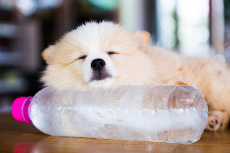Brown Pomeranian dog sleeping on the frozen water bottle.の写真素材