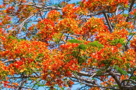 Royal Poinciana tree with colorful spring.の写真素材
