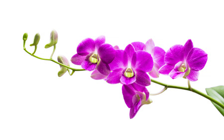 Bright purple orchid on a white background.の写真素材