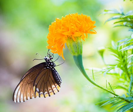 Colorful butterfly perched on a flower to eat.の写真素材
