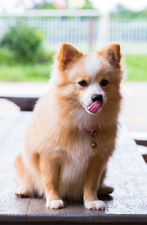 Pomeranian Chihuahua mix dog with brown Sarawasi standing looking forward.の写真素材