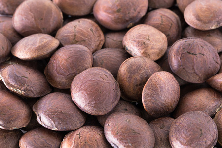 Star Seeds Inca isolated on white background.の写真素材