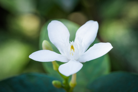Pud Pichaya flowers are blooming.