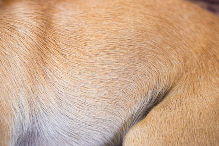 Central body of the Chihuahua.の写真素材