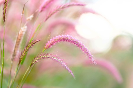 Grass in the morning and dew drops.の写真素材