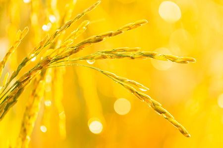 Golden yellow rice and the morning sunの写真素材