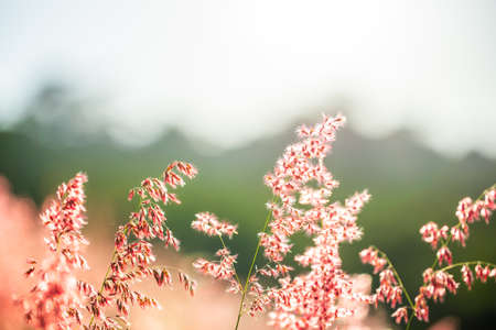 Grass flowers reflect sunlight in the morning.の写真素材