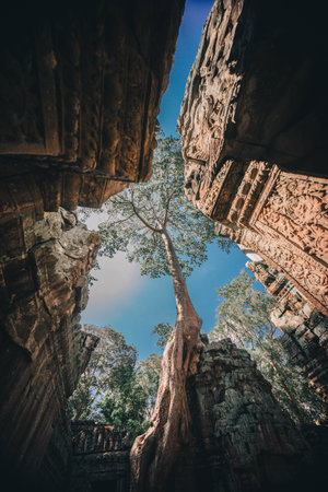 Tree IN Angkorの写真素材