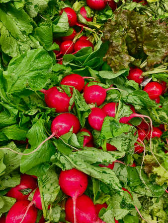 Top view of a group of red radish with green leaves.の写真素材