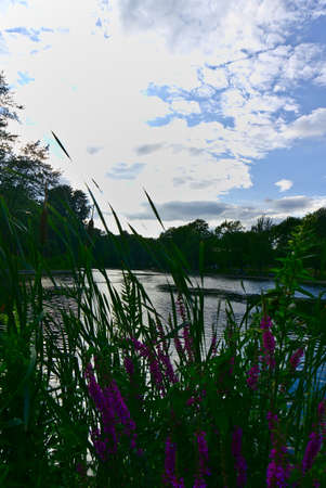 A vertical orientation of a lake with a foreground of wild lilac flowers and grace and with a...