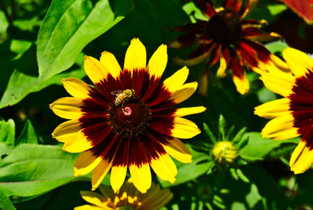 A golden sunflower with a bee on the patel with a blurred background of flowers and green leaves on...