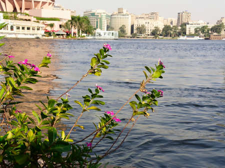 A closeup photo of a purple flowers on green leaves with a blurred background (bokeh) of the river Nile, a boat, and buildings on the other riverbank, Cairo, Egyptの写真素材