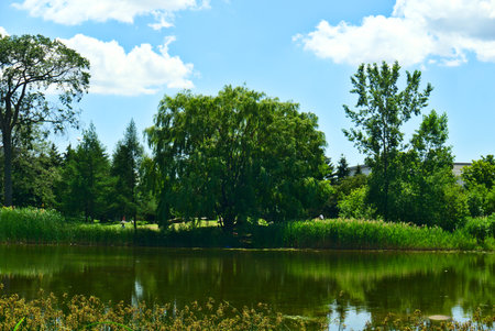 A beautiful big tree on a lake bank with clear blue sky and trees in the background in Jarry Park, Montreal, QC. Love, care, romance, happiness, positive energy, inspiration, tranquil conceptsの写真素材