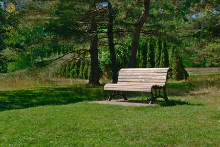 A bench in a beautiful park with a background of tanks of long trees and pine trees. relaxation, destressing, hope, happiness, and calm concepts.の写真素材