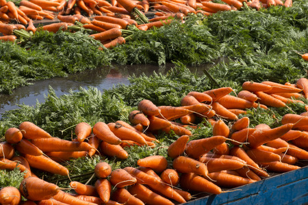 Fresh carrots from the farmの写真素材