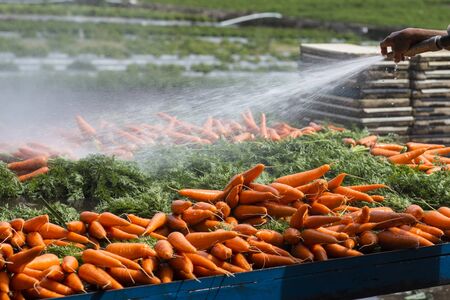 Fresh carrots from the farmの写真素材