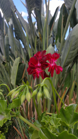 Beautiful flower in the garden in the morningの写真素材