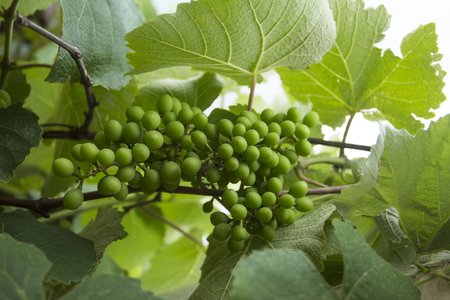 New green grapeの写真素材