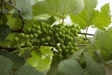 New green grape in the vineyardの写真素材