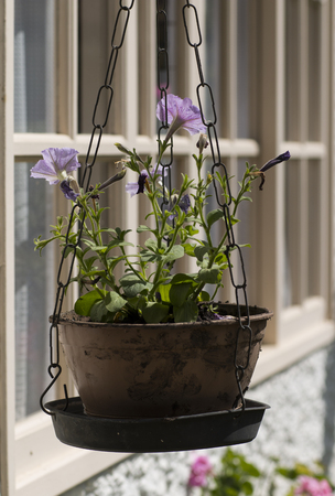 Plastic vase with flowers hanging on the wallの写真素材