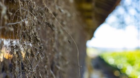 Dead leaves on wire fence.
