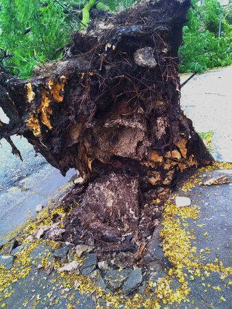 Sao Paulo city, Sao Paulo state/New Avenue Independencia, 1066, Brazil South America. 10/13/2018 Rain with strong wind knocks tree on New Avenue Independencia, 1066, Sao Paulo city, Brazil.のeditorial素材