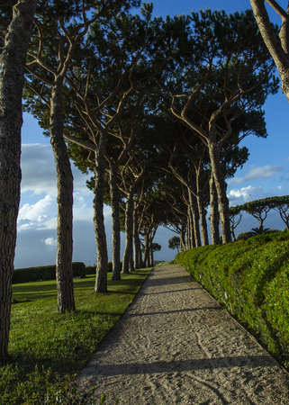 Pine road. Roads between the treesの写真素材