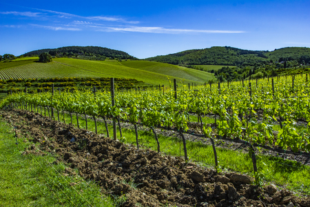 Beautiful rows of grapes before harvesting. Vineyard land in Spring.の写真素材