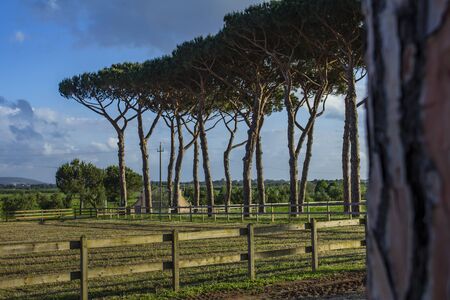 The highway between beautiful green pine tree forest.の写真素材