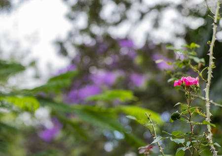 Roses flowers in the rose garden. Pink rose flower.の写真素材