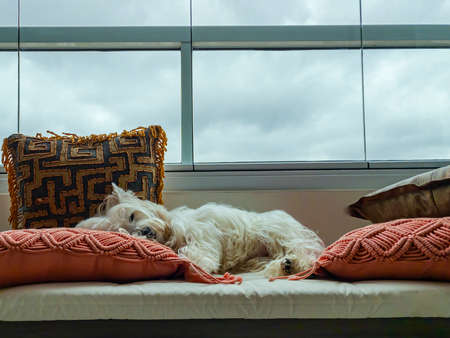 Beautiful white dog, sleeping between the pillows of the bed. The breed of the dog is a Westie Terrier.の写真素材