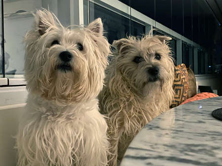 The dog looks directly at the camera. A dog Cairn Terrier charming, white, posing for a photo.の写真素材