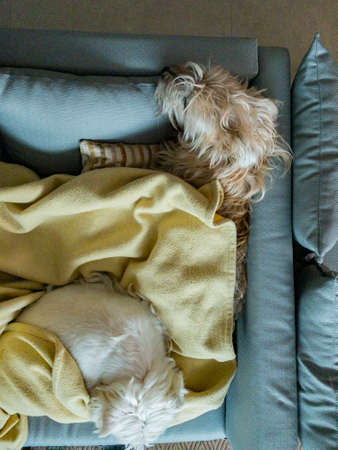 Dog sleeping in his bed. Good Morning.の写真素材