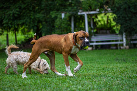 Dogs, big and small, playing with in the field.の写真素材