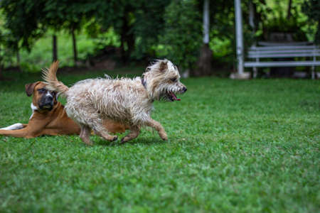 Dogs playing on the grass. Cairn Terrier dog.の写真素材