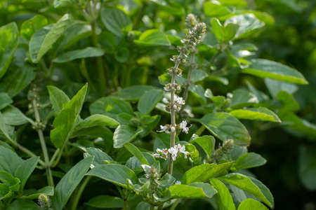 Close up basil leaves and flowers on the nature background.
