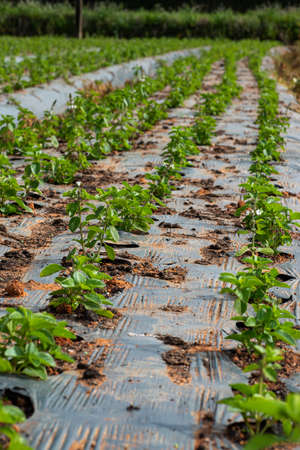 Green leafy salad on the farm. Planting basil with plastic.の写真素材
