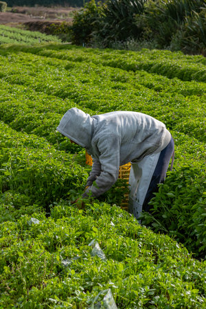 Farmer working in the field. Basil plantation.の写真素材