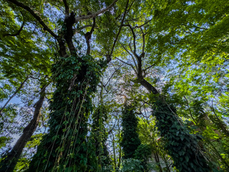 Looking at the green tops of the trees. Background trees.の写真素材