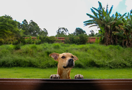Dog looking sweet in the window. That's a funny dog face.の写真素材