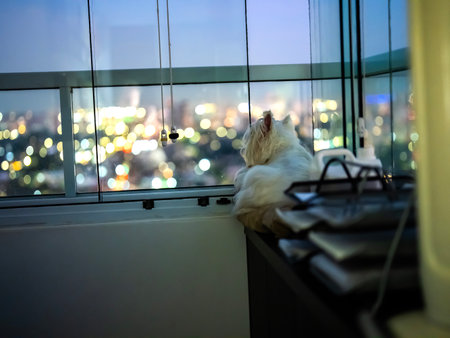 White dog at the window looking outside and building in the blurred background. Westie dog.の写真素材