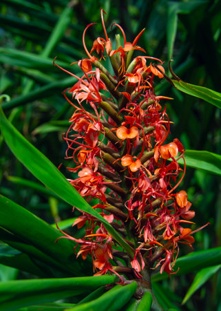 A beautiful flower for beautiful romance. Hedychium Cooineum Buch flower.