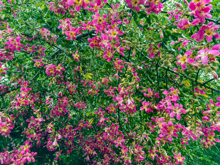 A pink flower blooming on a silk tree (Ceiba speciosa (A. Santa Helena)) against a background of...