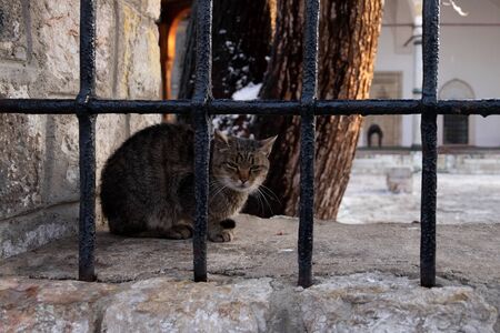 Close shot of a cat sitting on the wall.のeditorial素材