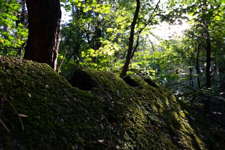 Close shot of mosses on rock in the forest.のeditorial素材