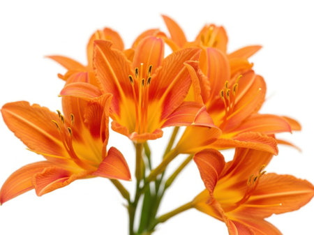 A close-up view of a cluster of vibrant orange lilies in full bloom, showcasing their delicate petals and central stamens.の素材