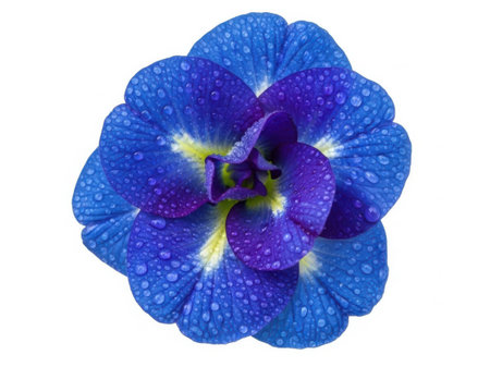 A close-up photograph of a stunning blue and purple flower adorned with delicate dew drops, set against a white background.の素材