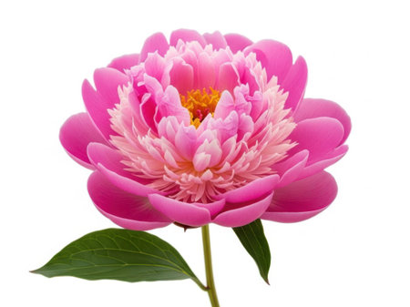 A close-up of a single, fully bloomed pink peony with delicate petals and a bright yellow center, set against a white background.の素材