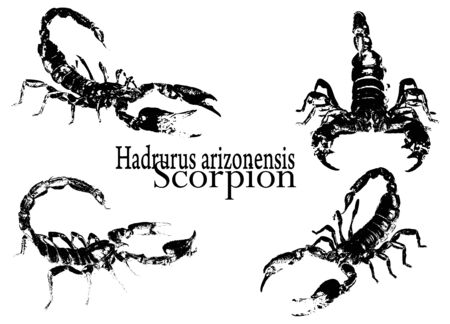 scorpion vectorのイラスト素材